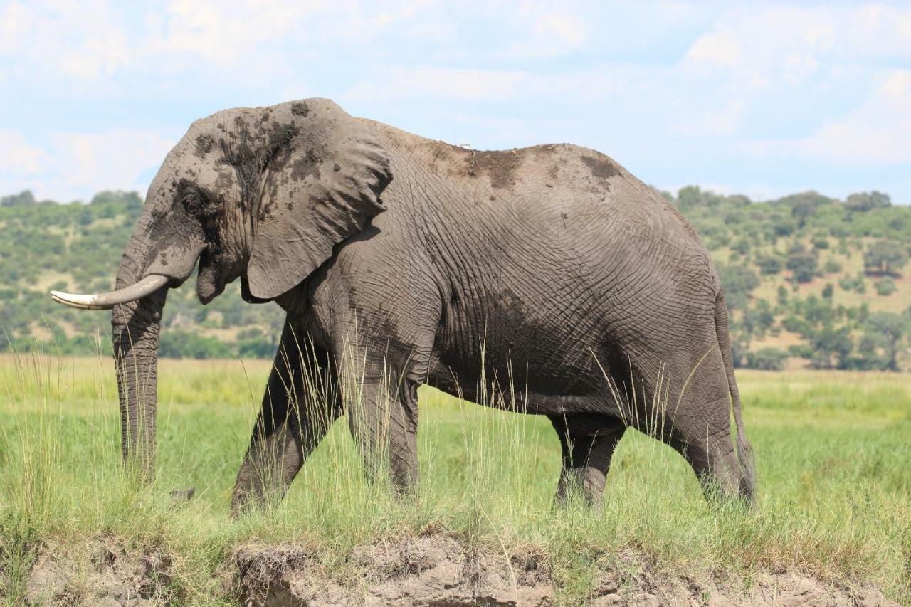 Tlou Safari Lodge Kasane Eksteriør billede
