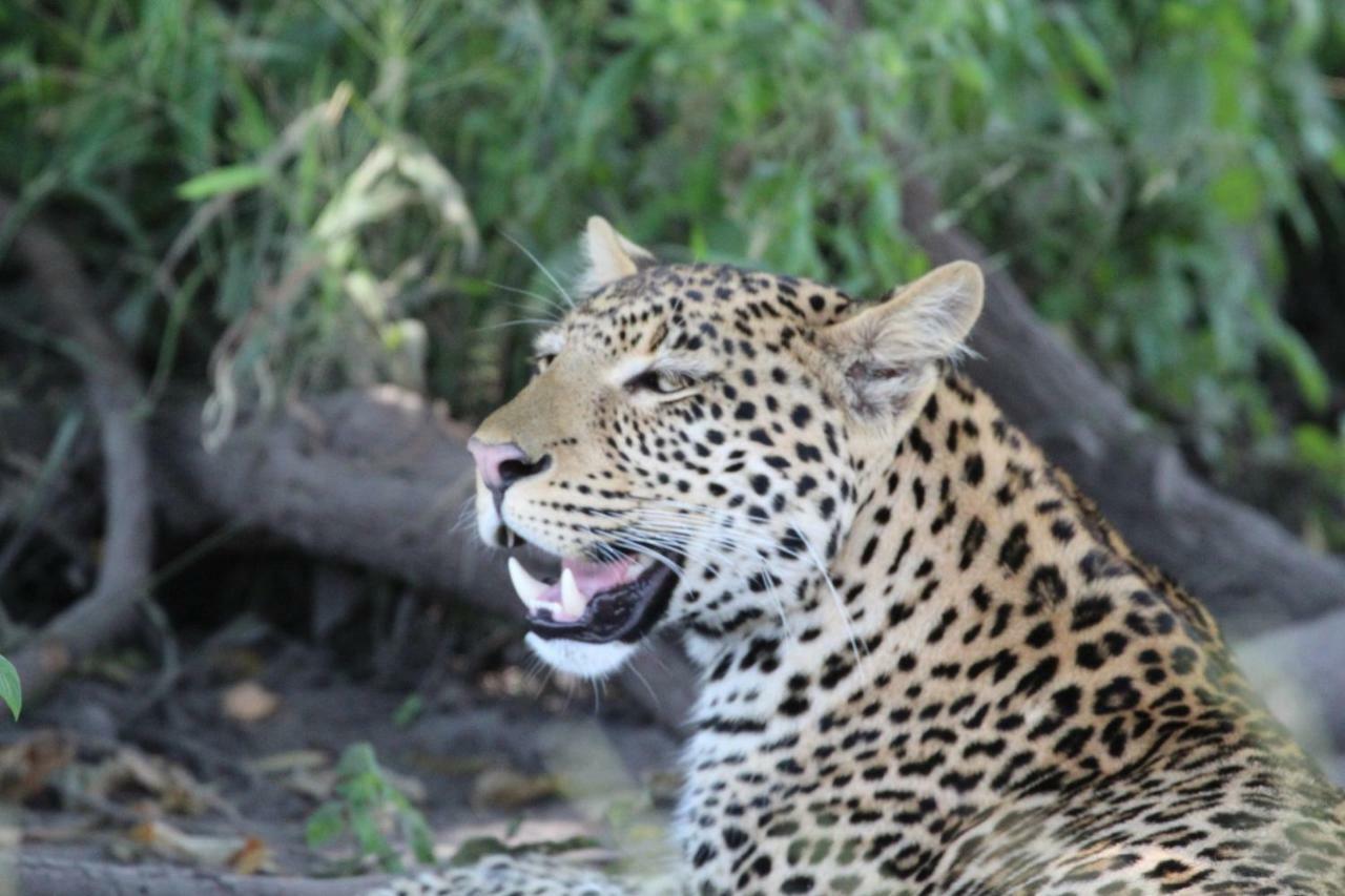 Tlou Safari Lodge Kasane Eksteriør billede