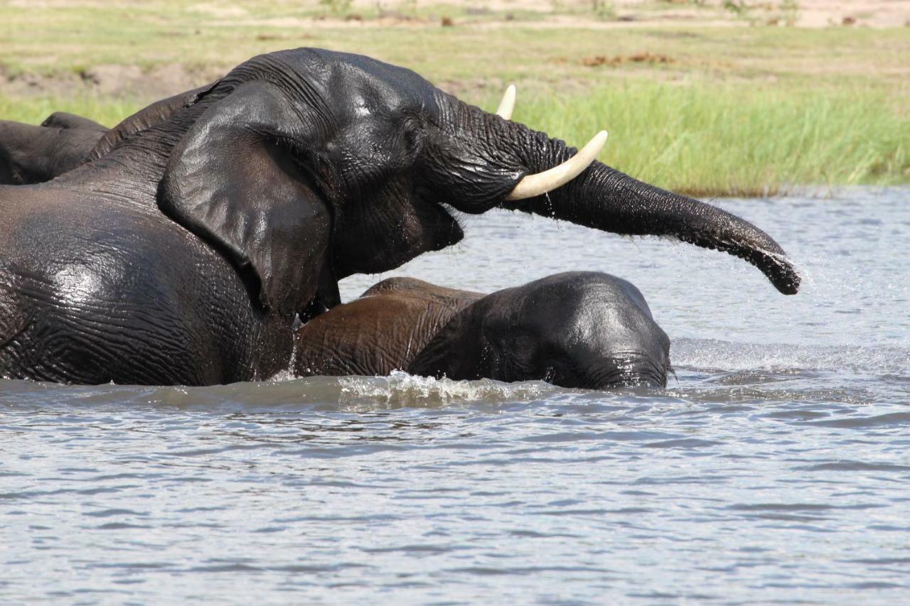Tlou Safari Lodge Kasane Eksteriør billede