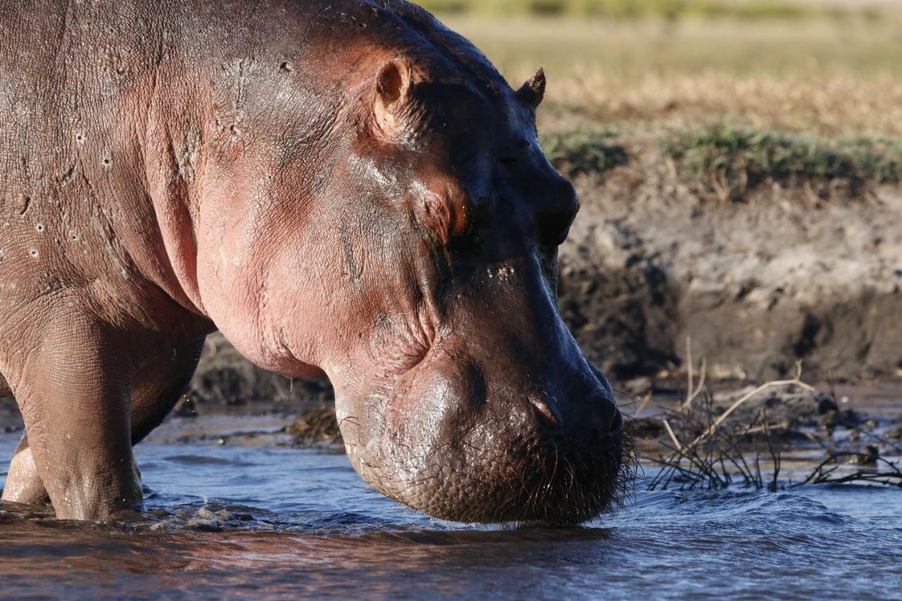 Tlou Safari Lodge Kasane Eksteriør billede