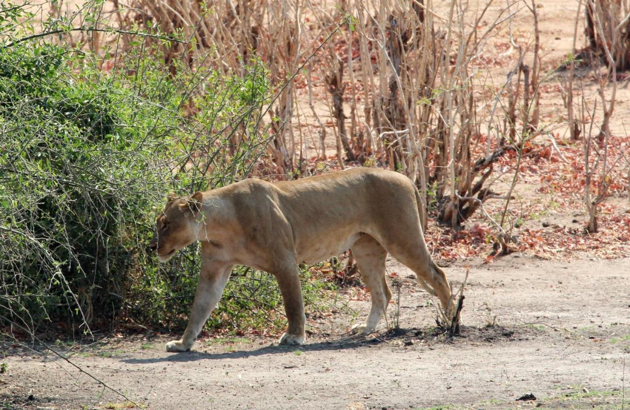 Tlou Safari Lodge Kasane Eksteriør billede