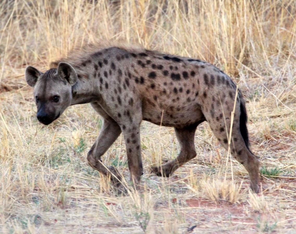 Tlou Safari Lodge Kasane Eksteriør billede